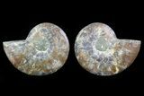 Cut & Polished Ammonite Fossil - Agatized #82280-1